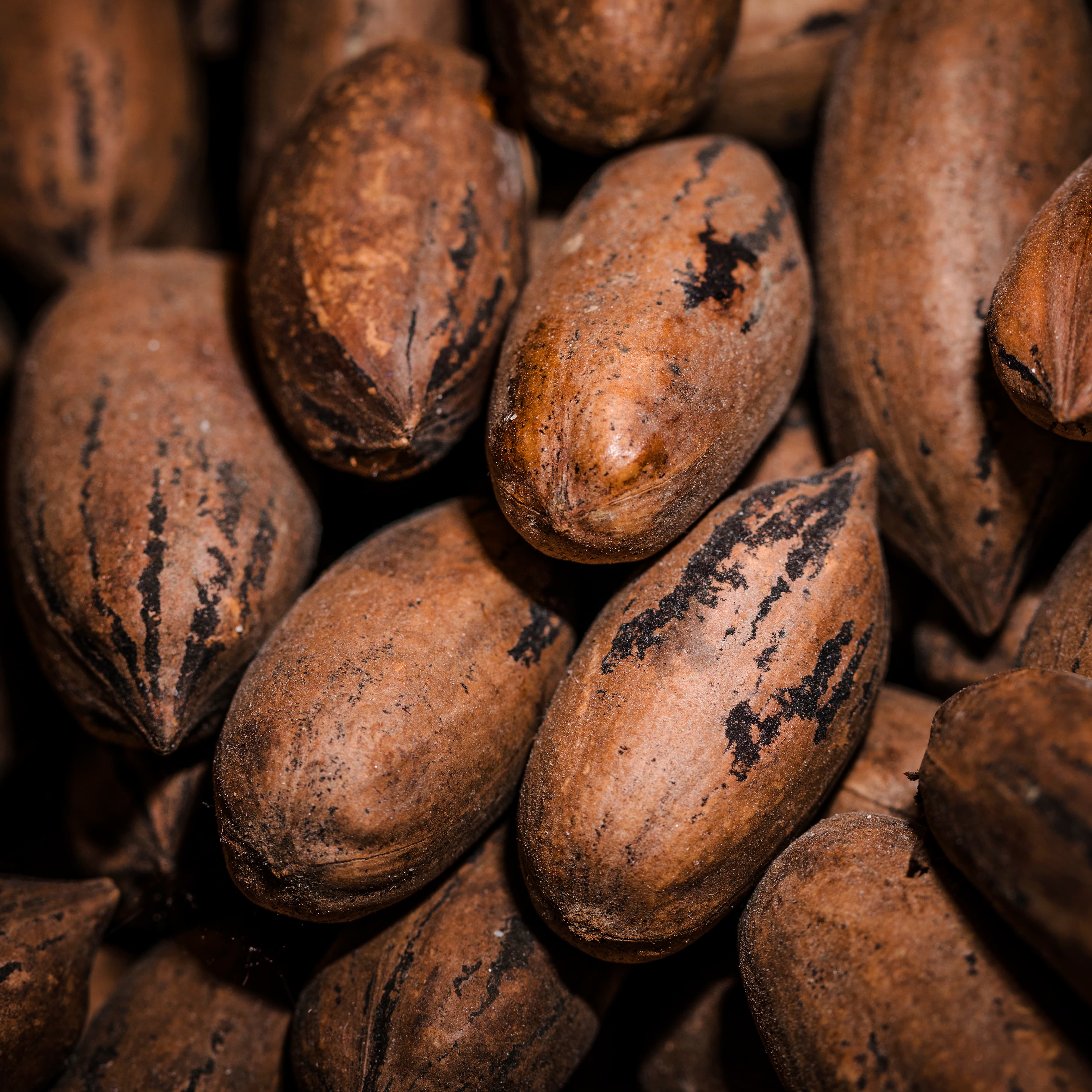 Cocoa beans